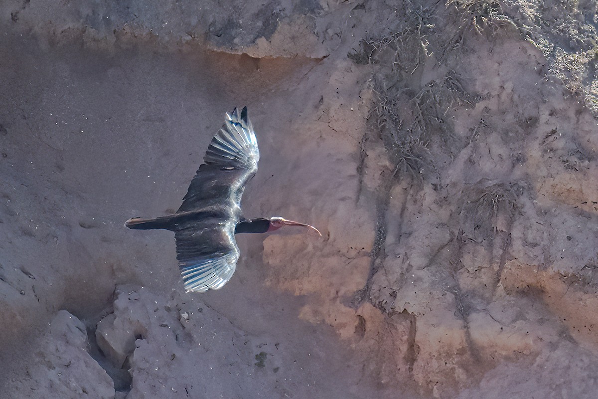 Northern Bald Ibis - Giuseppe Citino