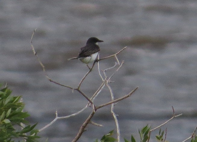 Eastern Kingbird - ML473891001