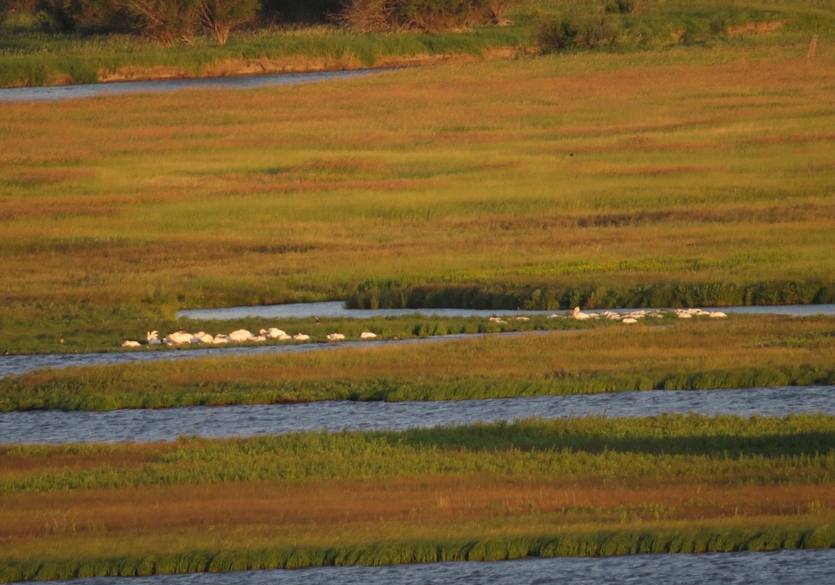 American White Pelican - ML473891091