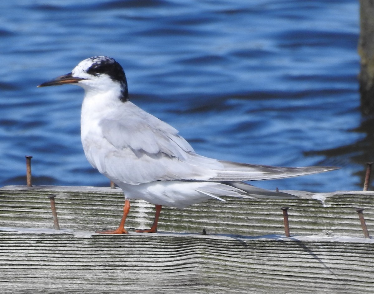 Forster's Tern - ML473891341