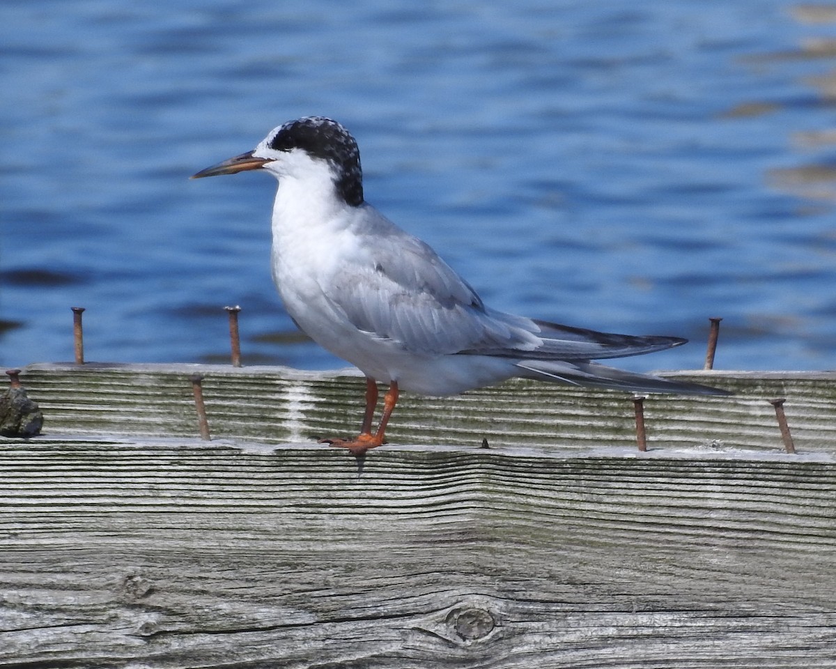 Forster's Tern - ML473891351