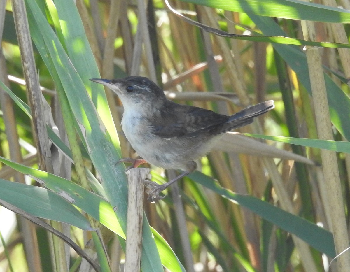 Marsh Wren - ML473891421