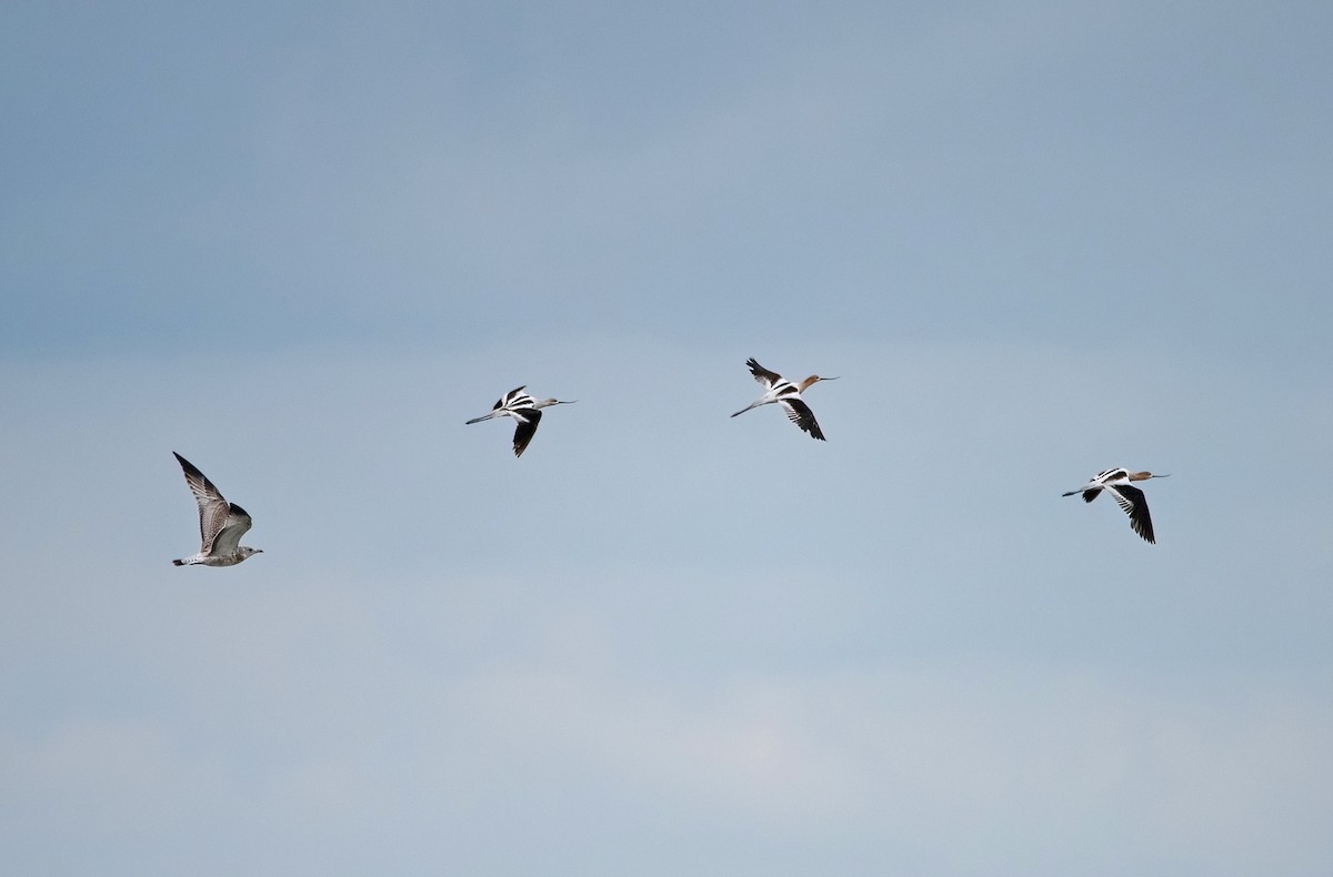 American Avocet - Sue Barth