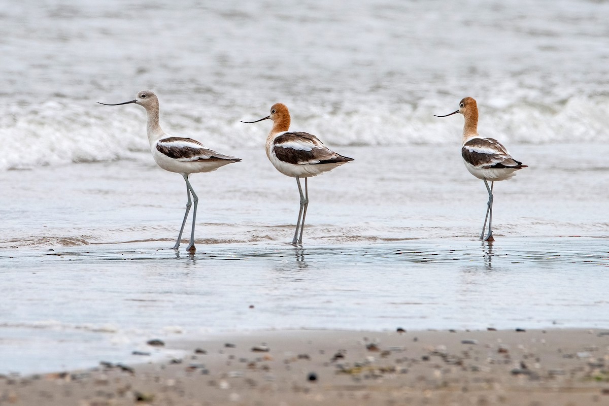 American Avocet - Sue Barth