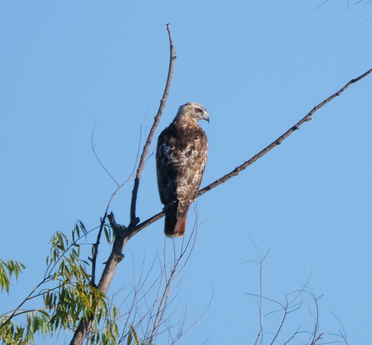 Red-tailed Hawk - ML473894771