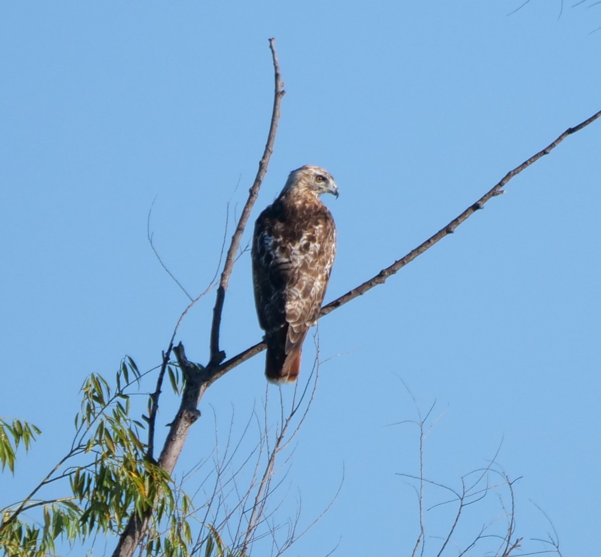 Rotschwanzbussard - ML473894771