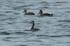 Eared Grebe - ML473895511