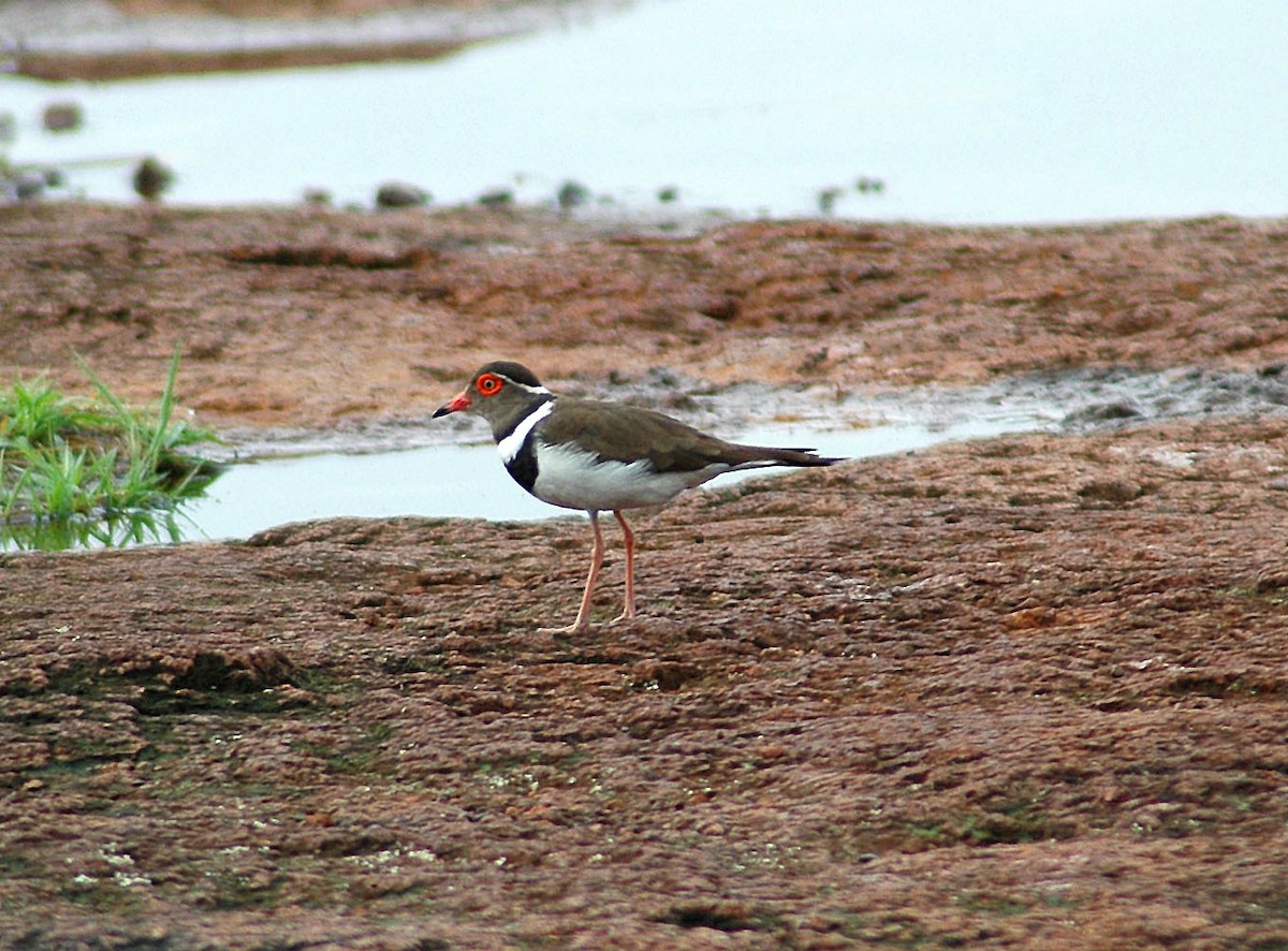 Forbes's Plover - ML47389841