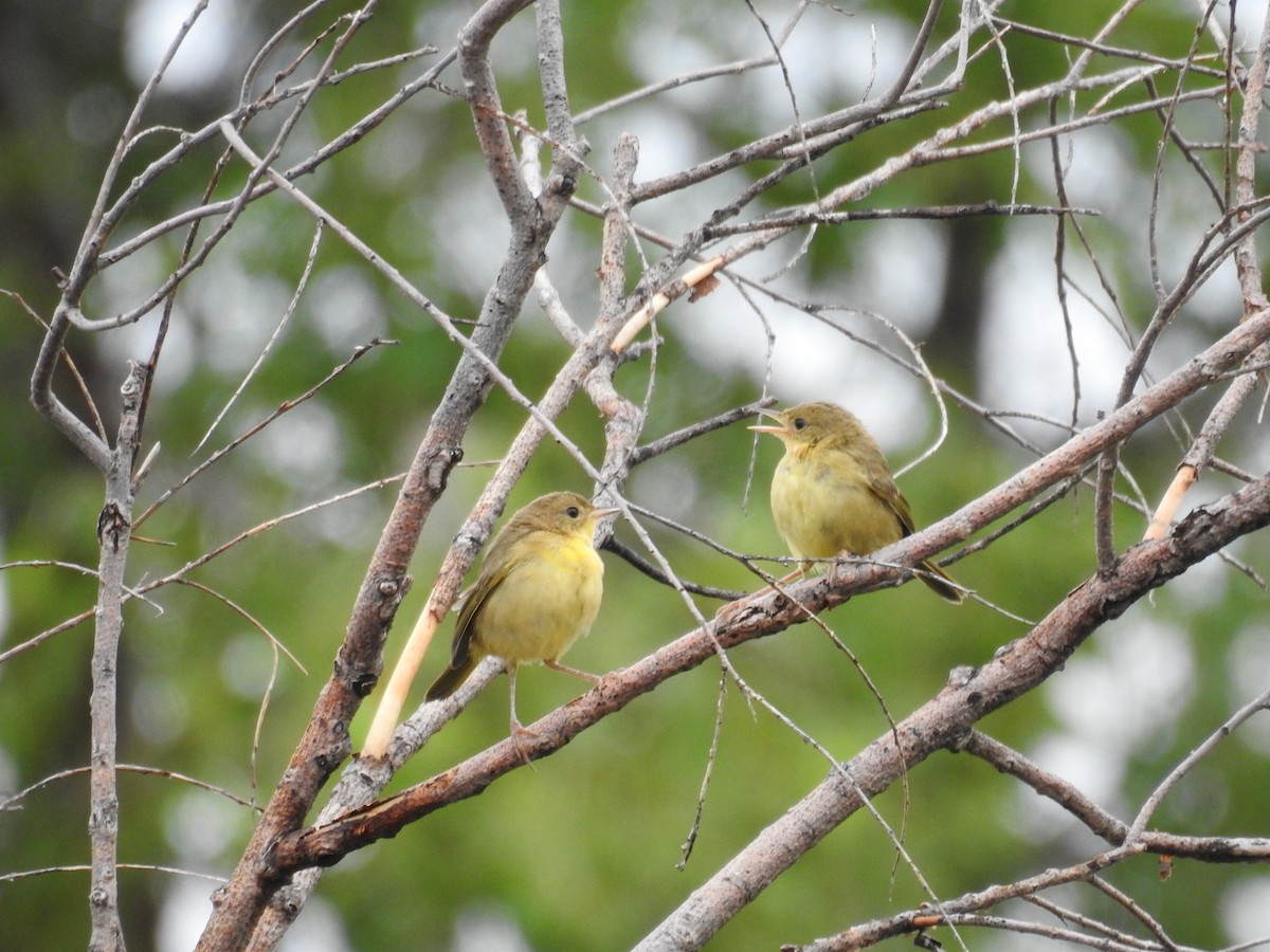 Common Yellowthroat - Michael Weisensee