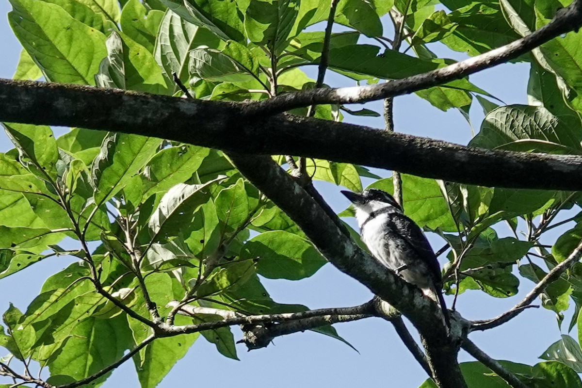 Pied Puffbird - ML473898771