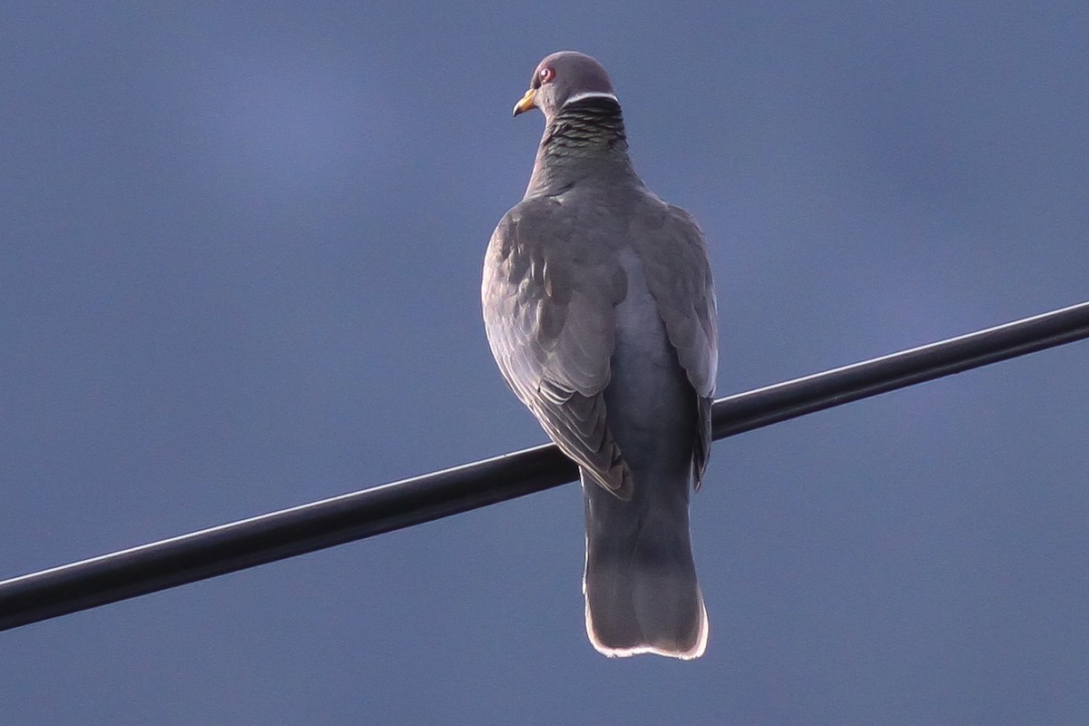 Pigeon à queue barrée - ML47389991
