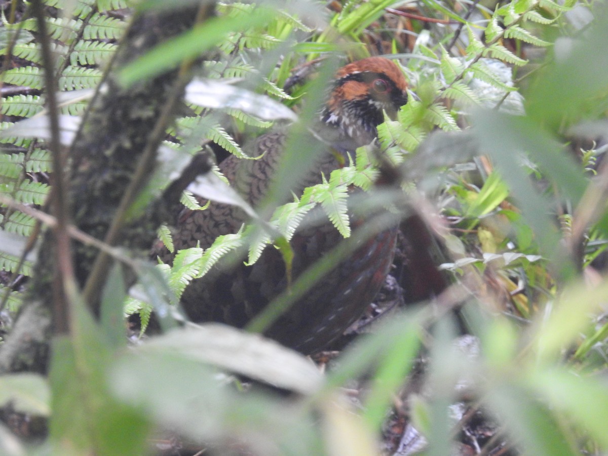 Hill Partridge - ML473899921