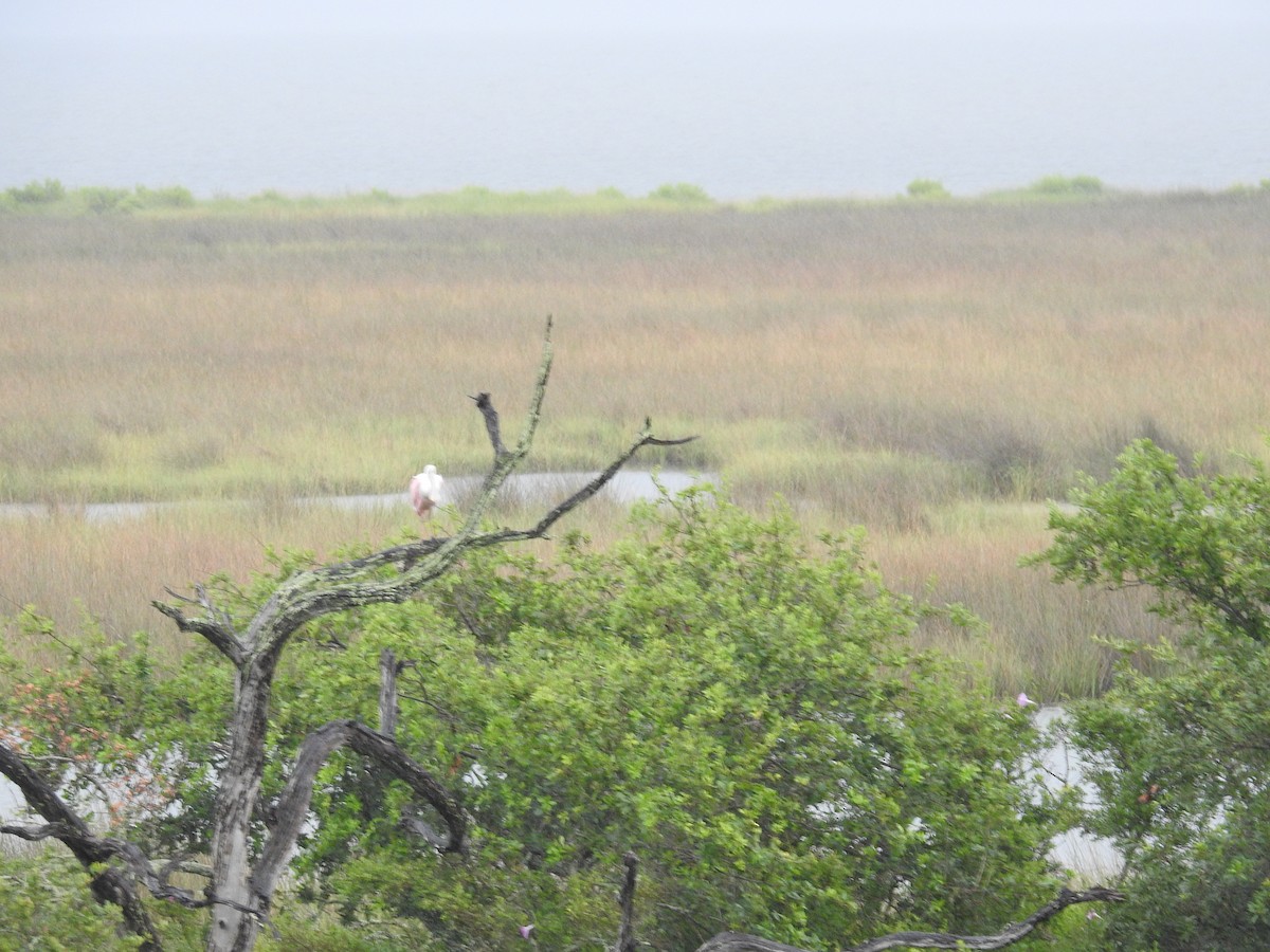 Roseate Spoonbill - ML473900231