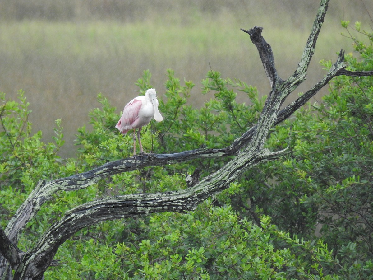 Roseate Spoonbill - ML473900241