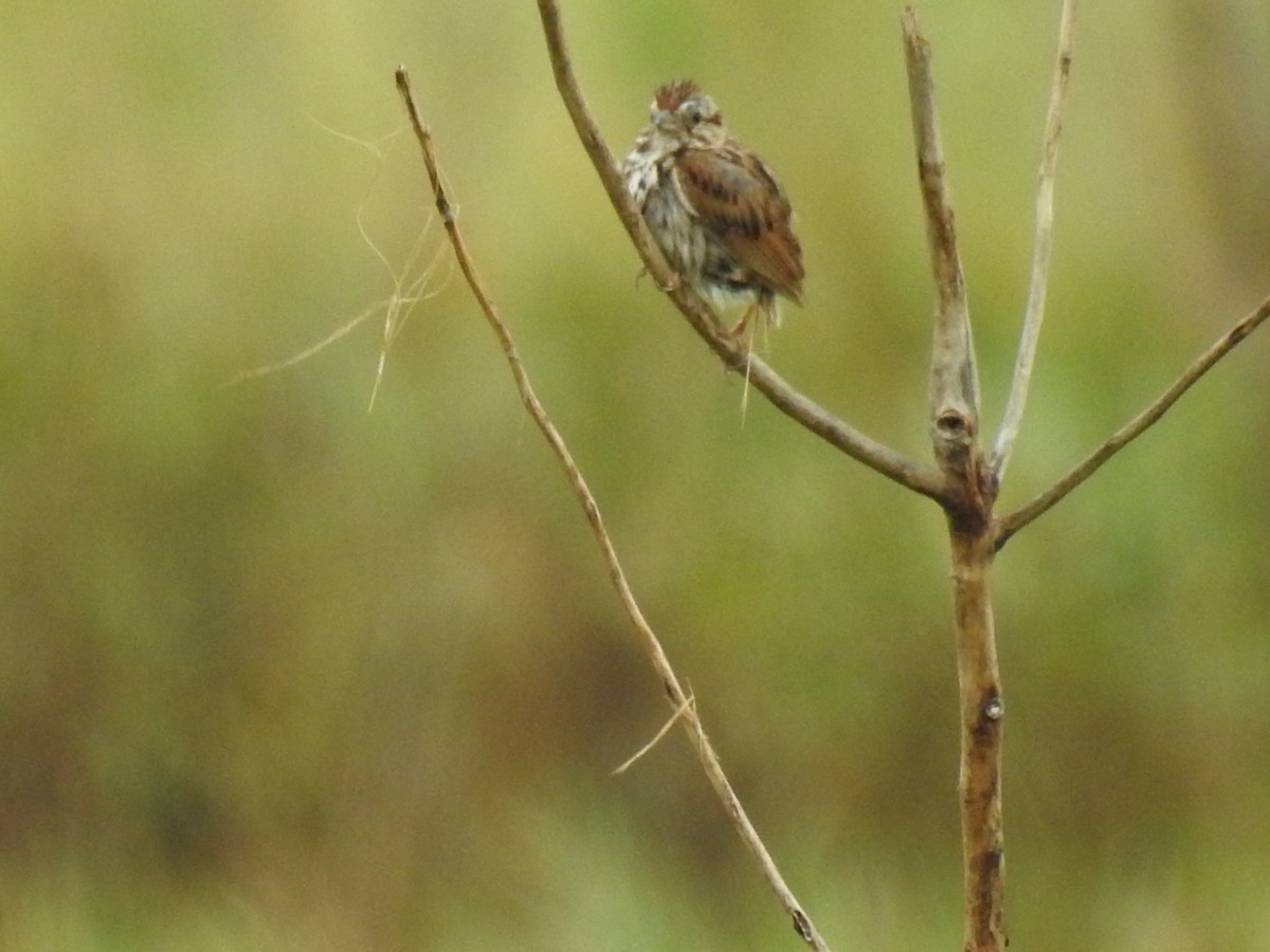 Song Sparrow - Michael Weisensee