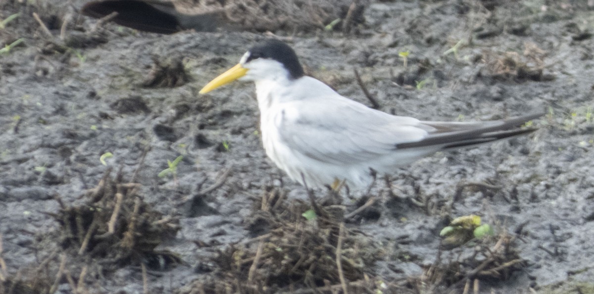 Yellow-billed Tern - mark cavallo