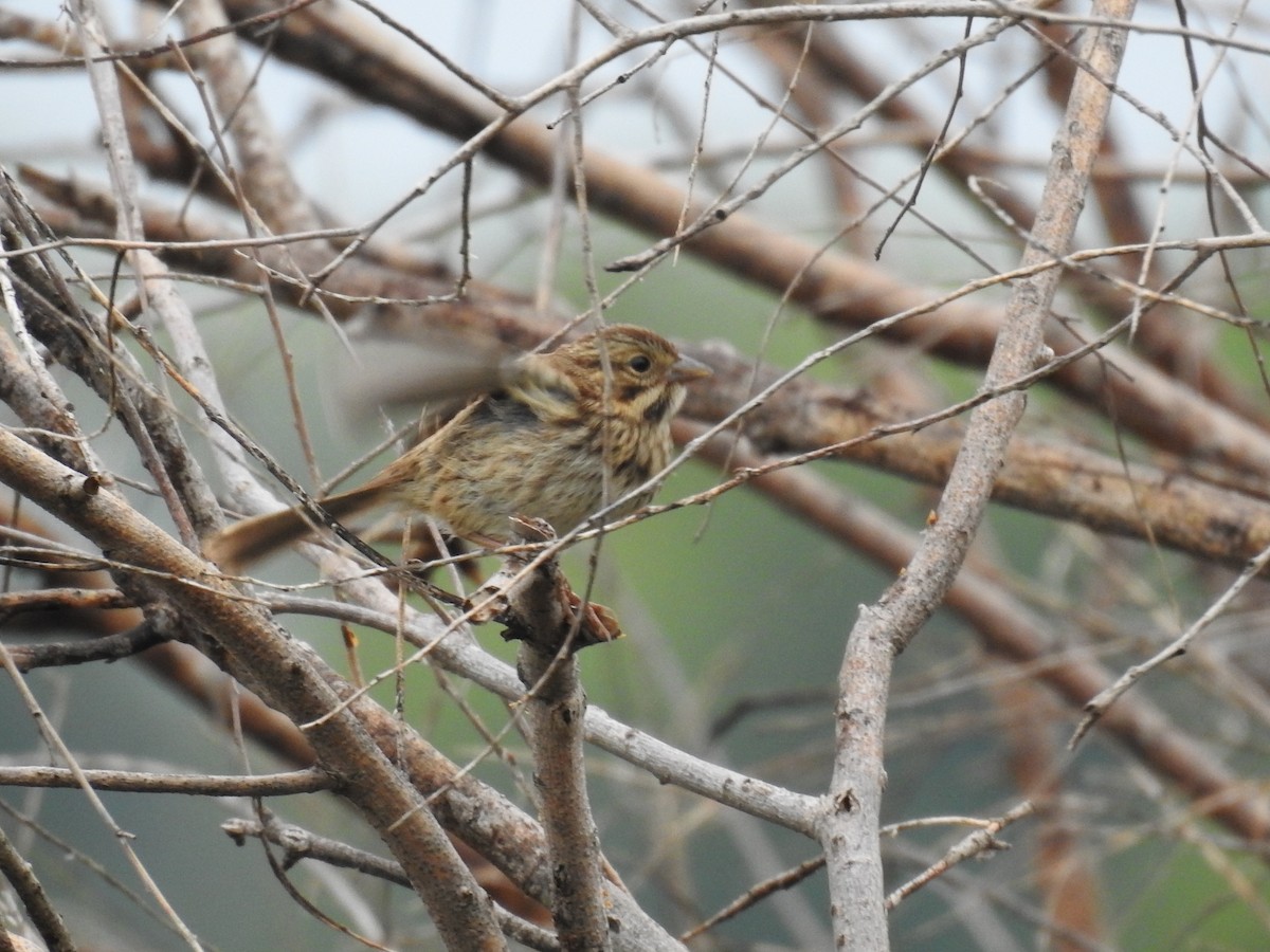 Song Sparrow - ML473902031