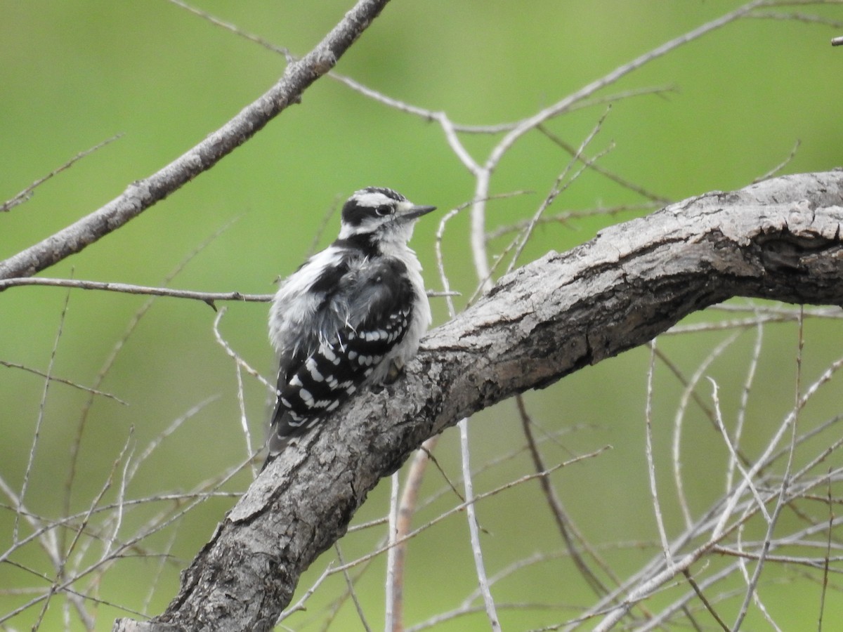 Downy Woodpecker - Michael Weisensee