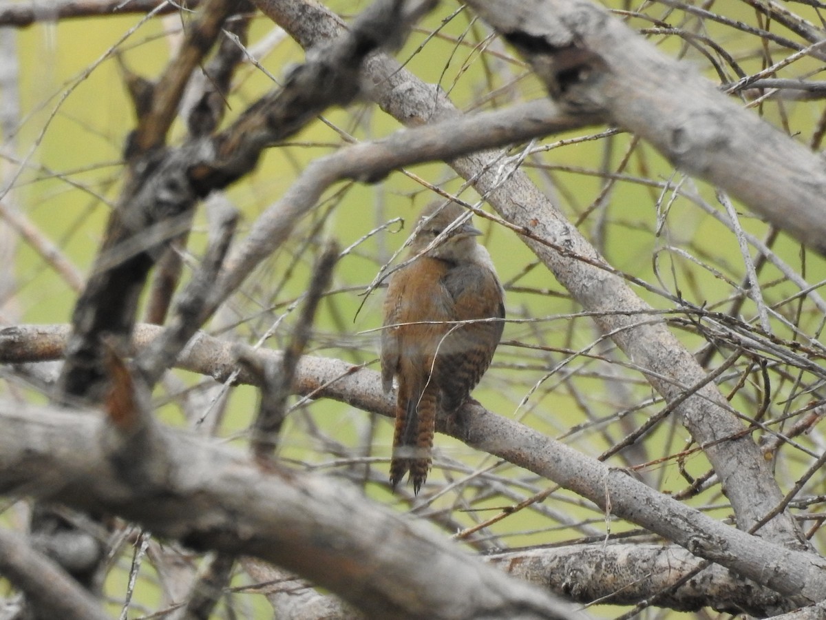 Marsh Wren - Michael Weisensee