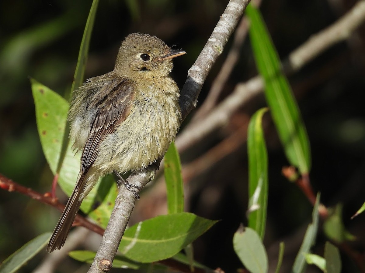 Western Flycatcher (Pacific-slope) - ML473906741