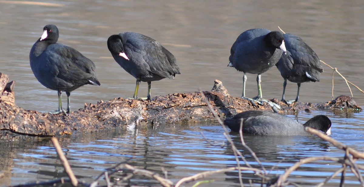 American Coot - M.K. McManus-Muldrow