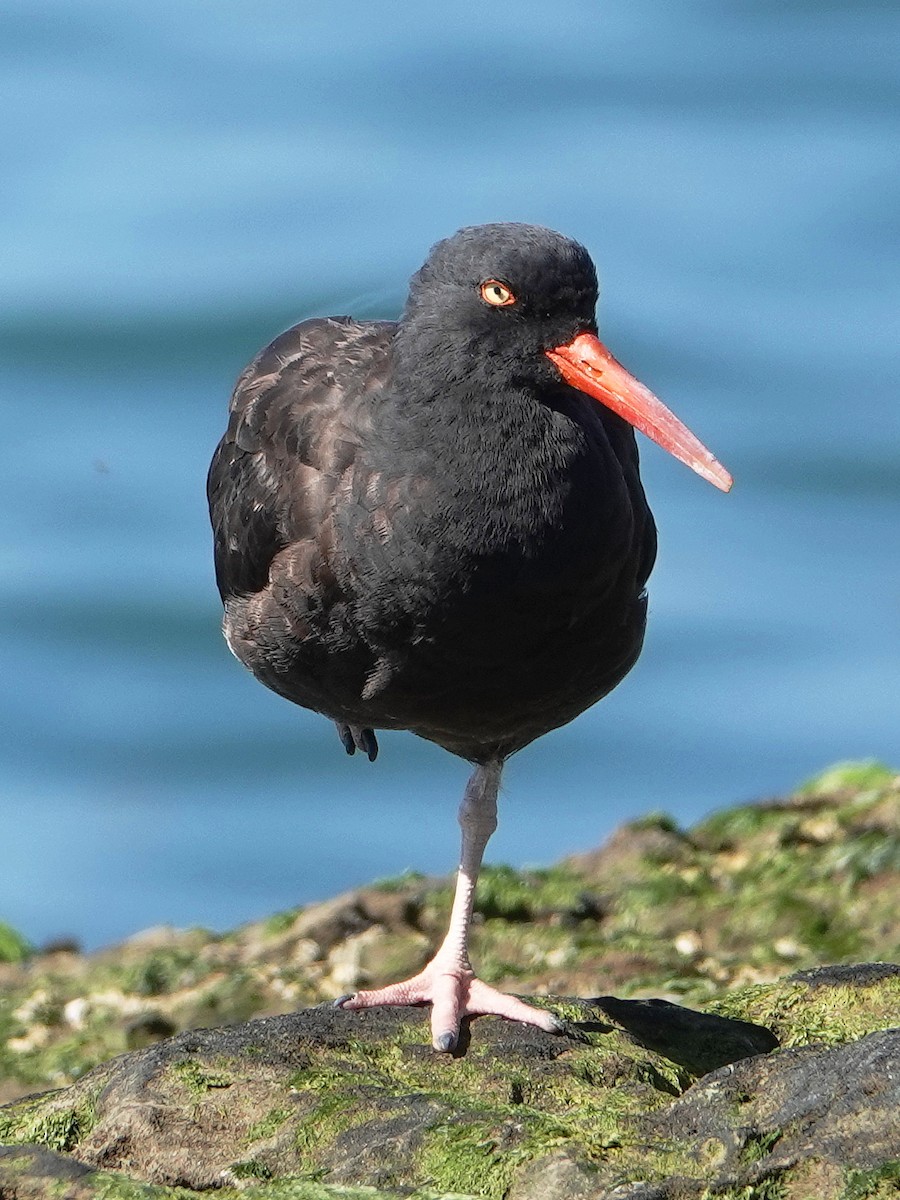 Black Oystercatcher - Gary Martindale