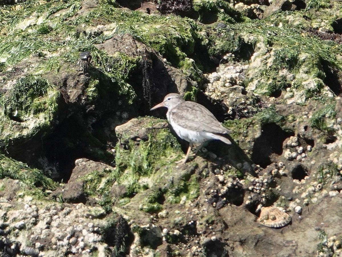 Spotted Sandpiper - ML473913161