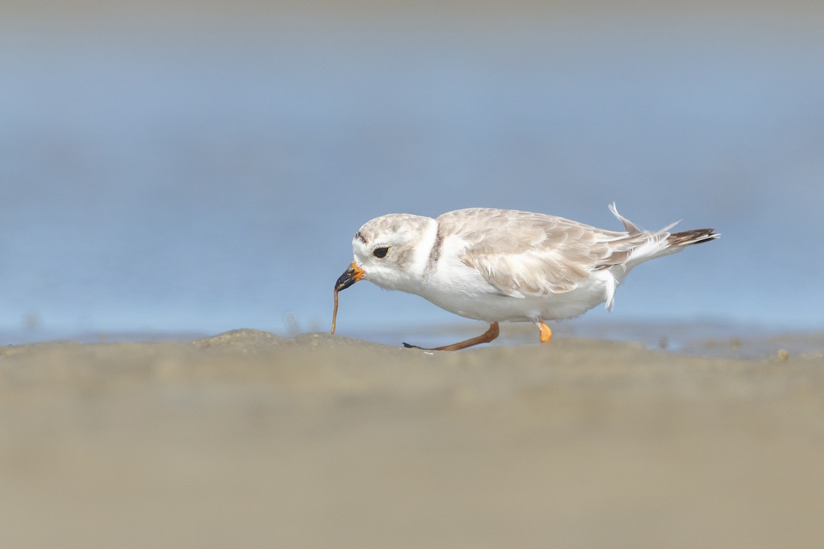 Piping Plover - Brad Imhoff