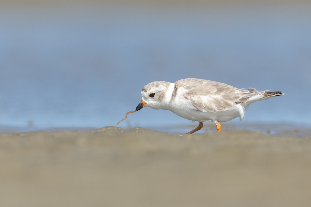 Piping Plover - Brad Imhoff