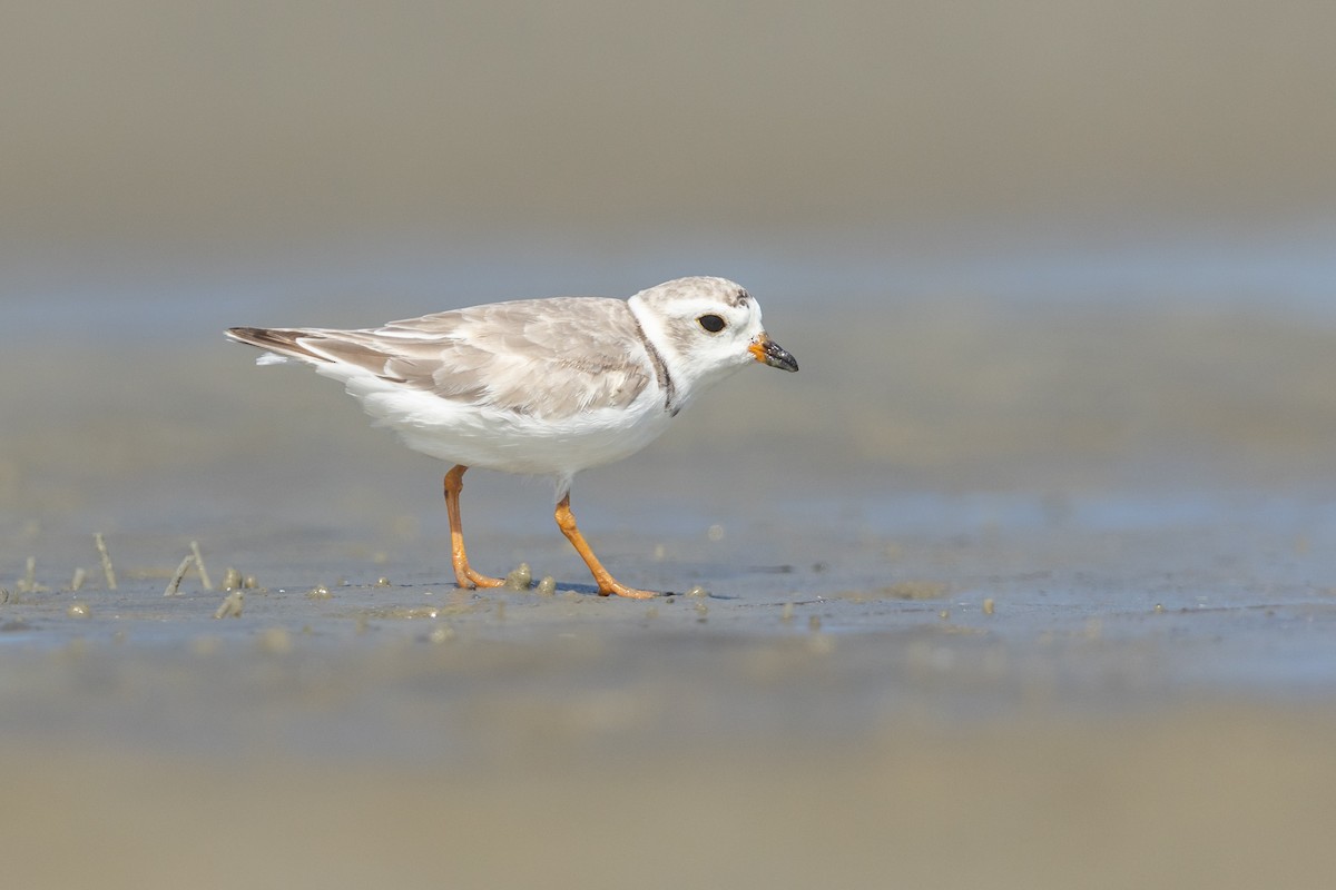 Piping Plover - Brad Imhoff