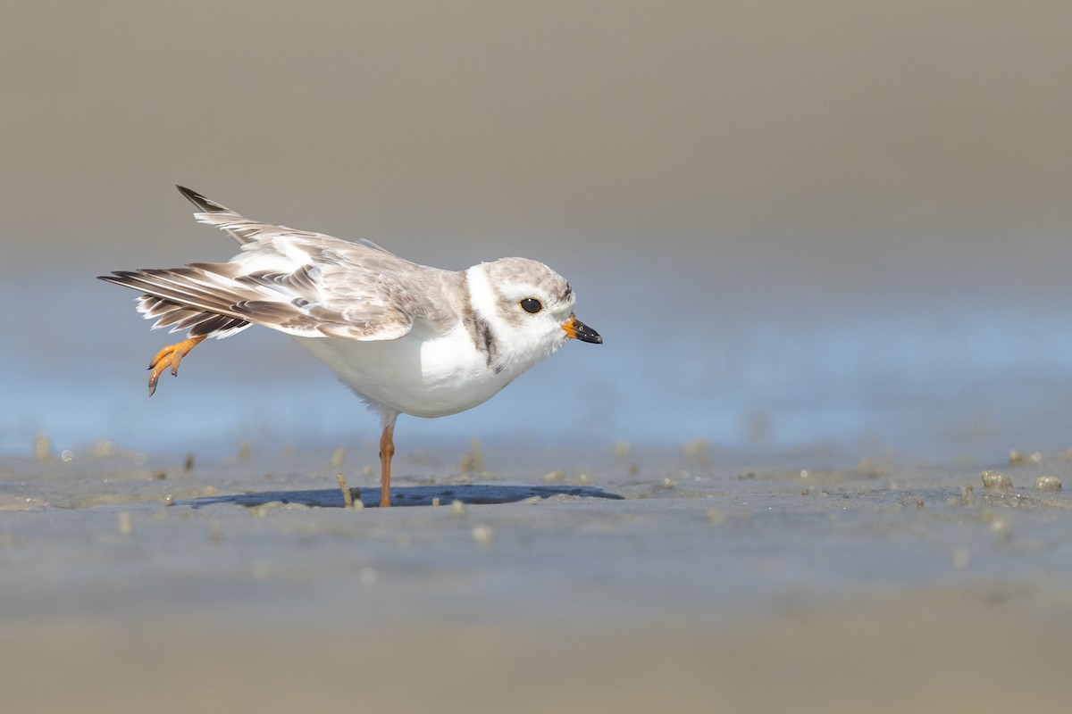 Piping Plover - Brad Imhoff