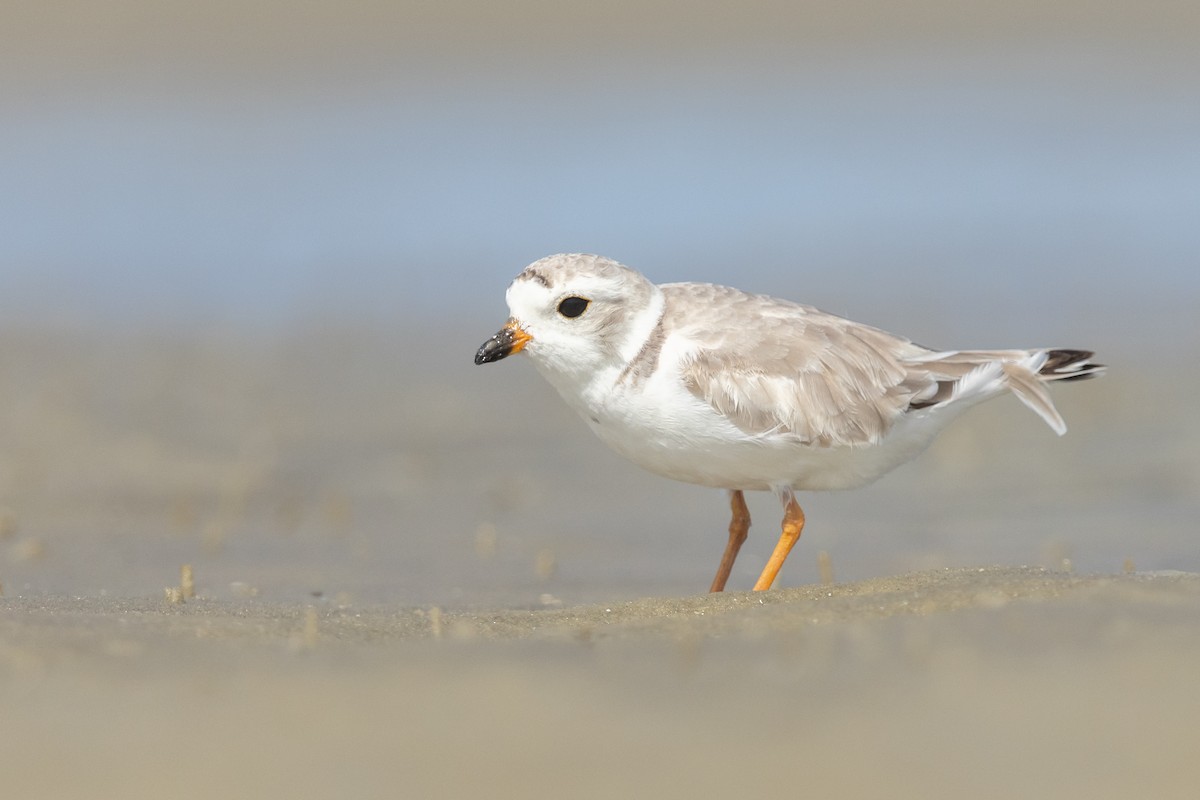 Piping Plover - Brad Imhoff