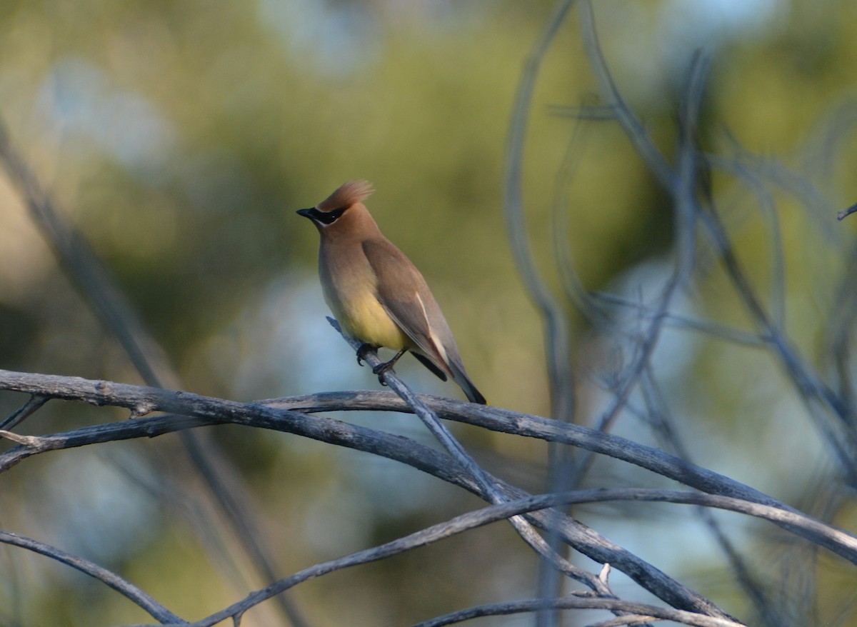 Cedar Waxwing - ML473915041