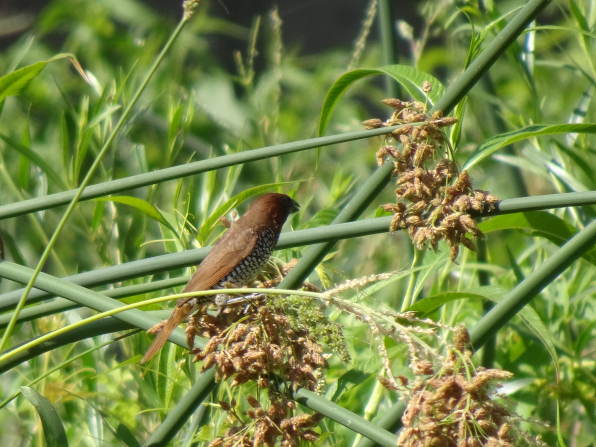 Scaly-breasted Munia - Julia Ray