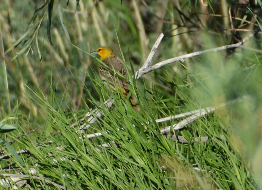 Bullock's Oriole - ML473915131