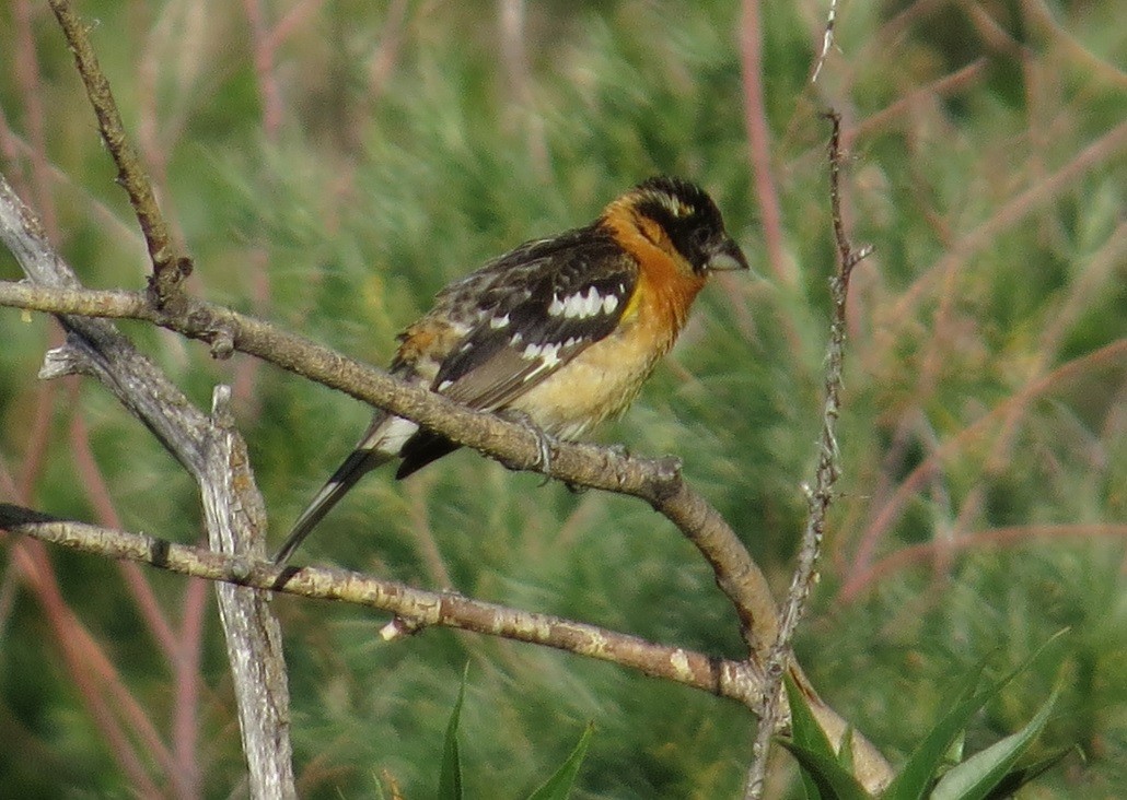 Black-headed Grosbeak - ML473915181