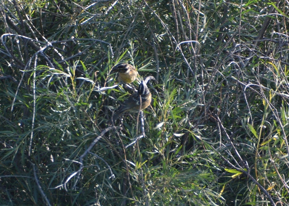 Black-headed Grosbeak - ML473915231