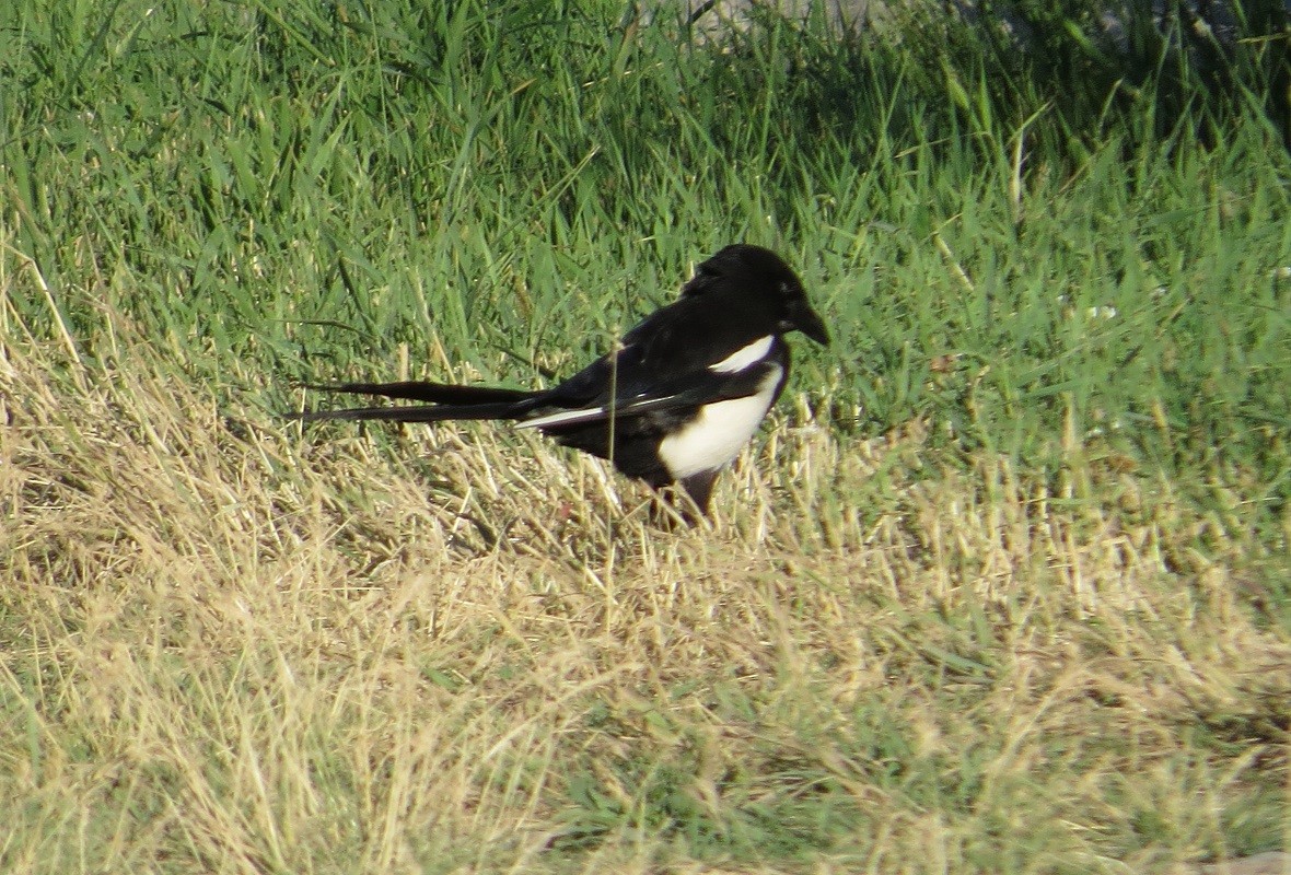 Black-billed Magpie - ML473915291