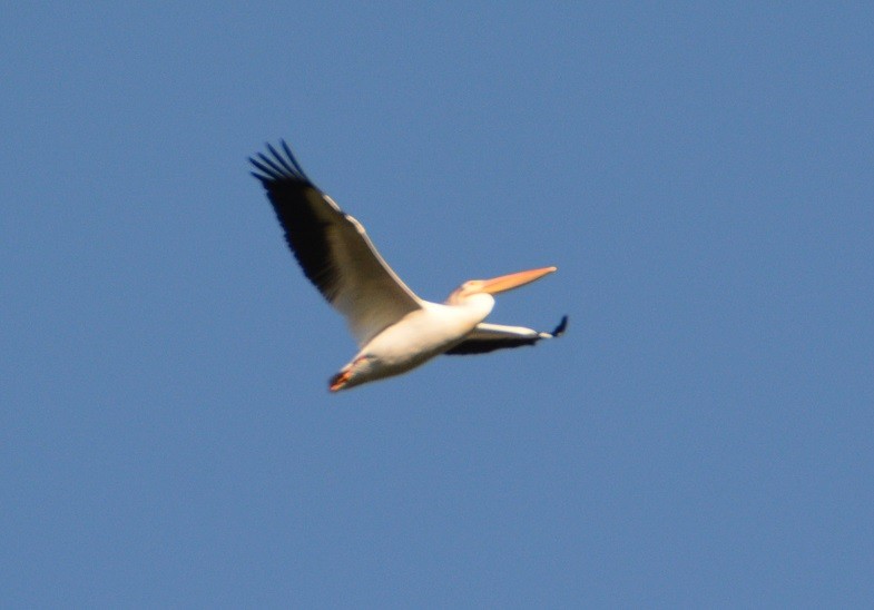 American White Pelican - ML473915301