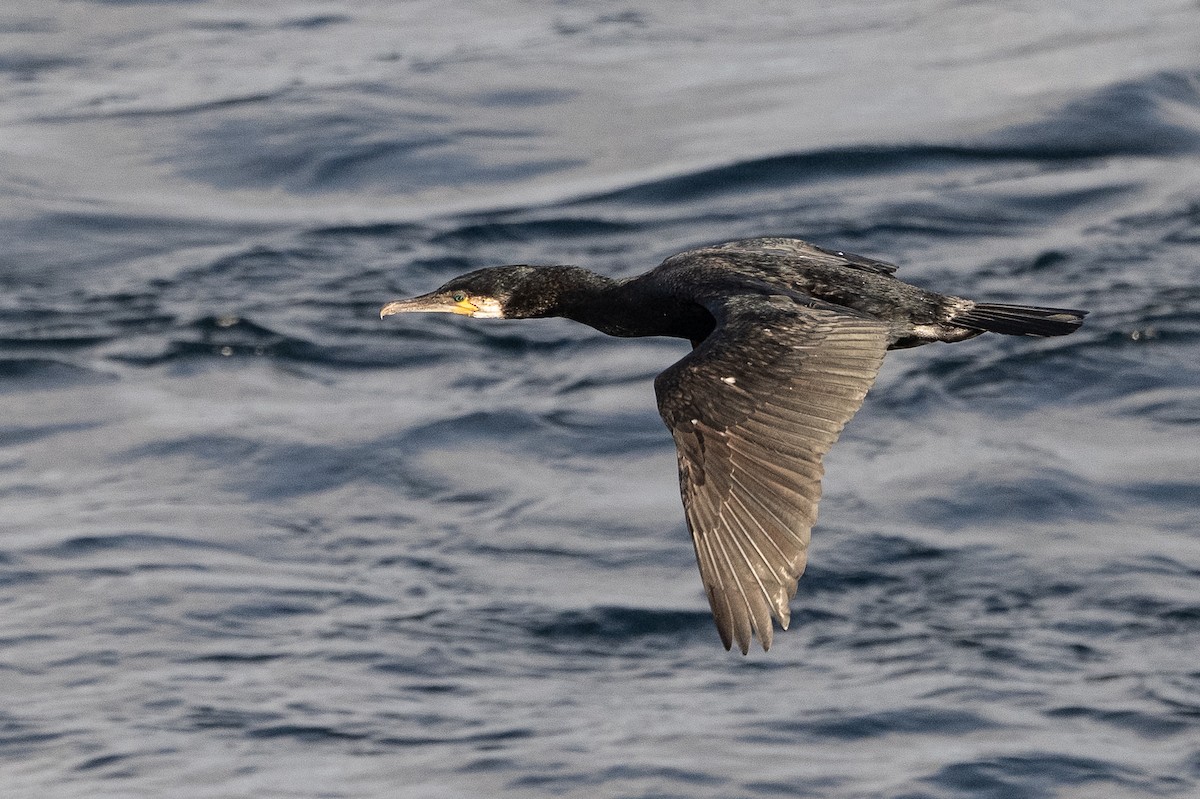 Great Cormorant - Stephen Davies