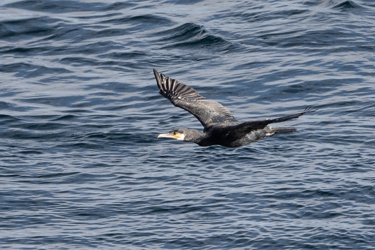 Great Cormorant - Stephen Davies