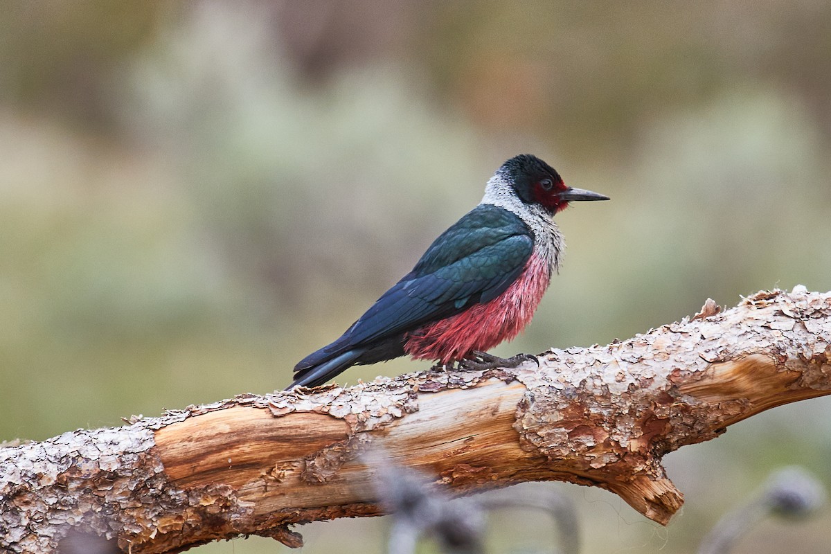 Lewis's Woodpecker - ML473916631