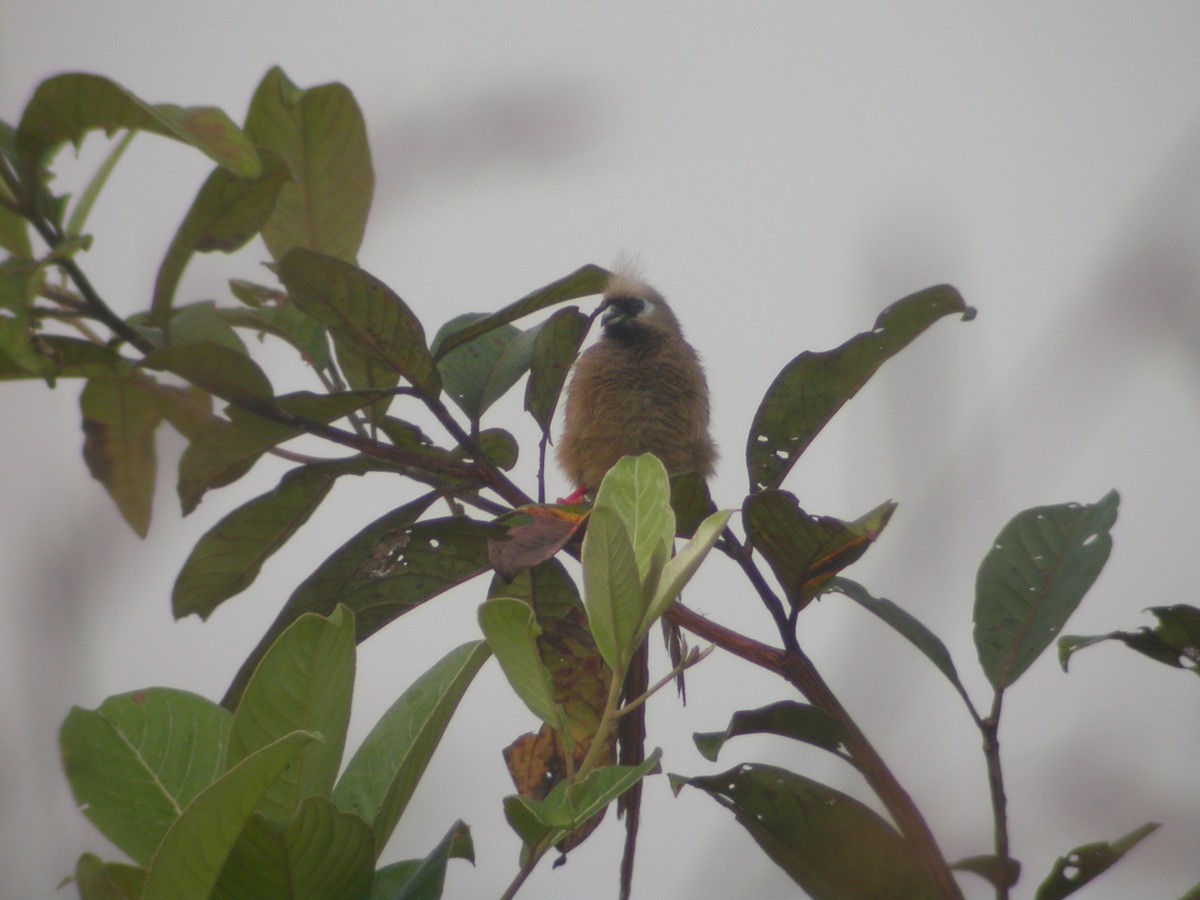 Speckled Mousebird - Nigel Voaden