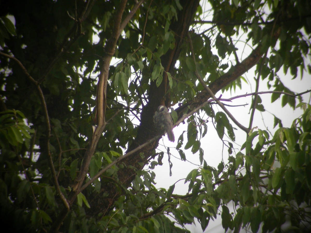 West African Seedeater - ML47391851