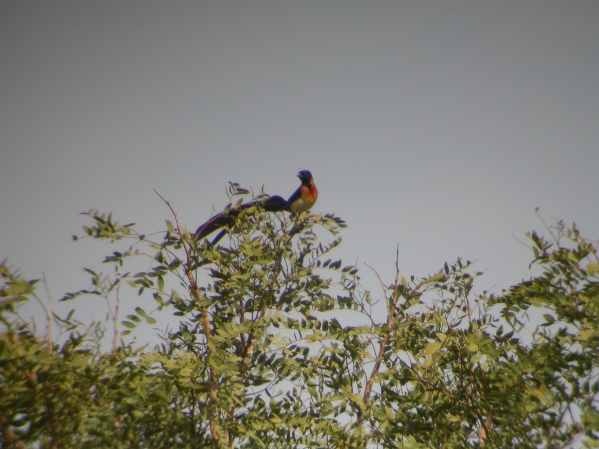 Exclamatory Paradise-Whydah - Nigel Voaden