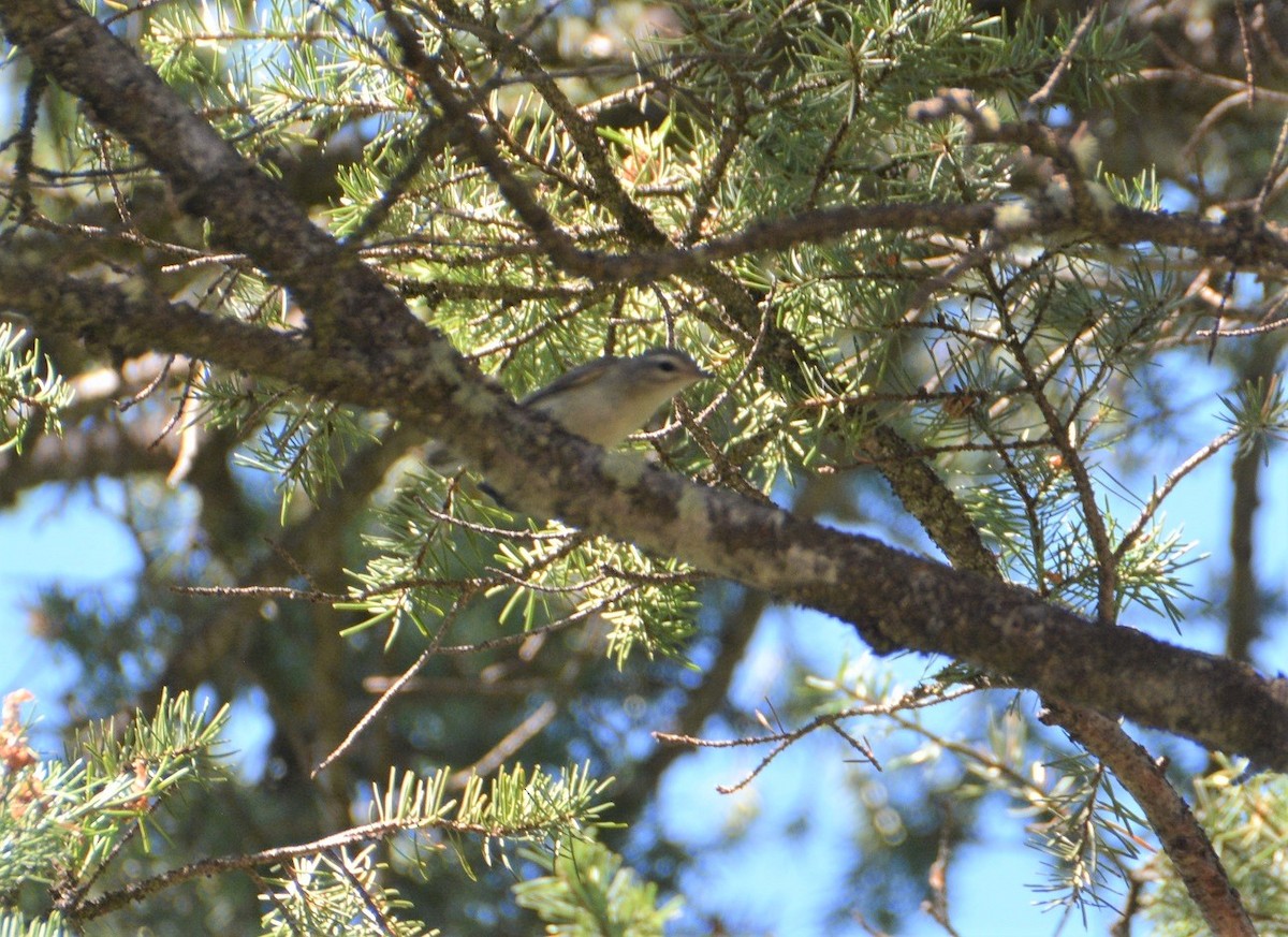 Sängervireo - ML473919271