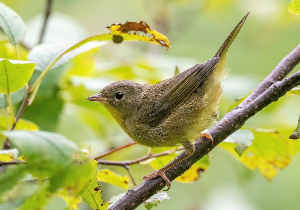 Common Yellowthroat - ML473919861