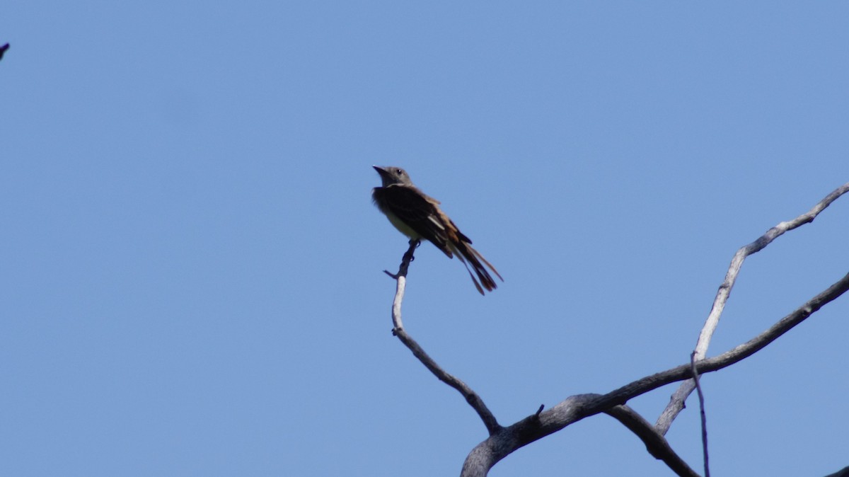 Great Crested Flycatcher - ML473920971