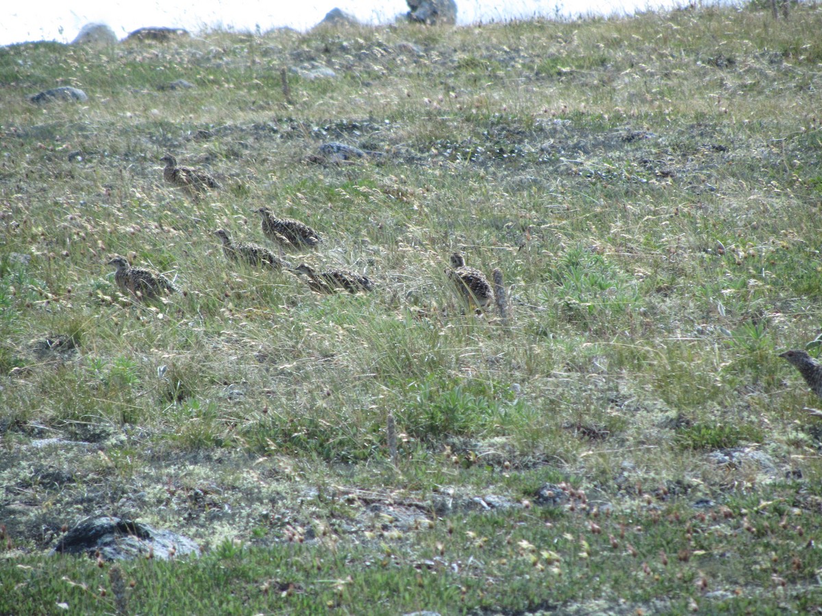 Rock Ptarmigan - ML473921031
