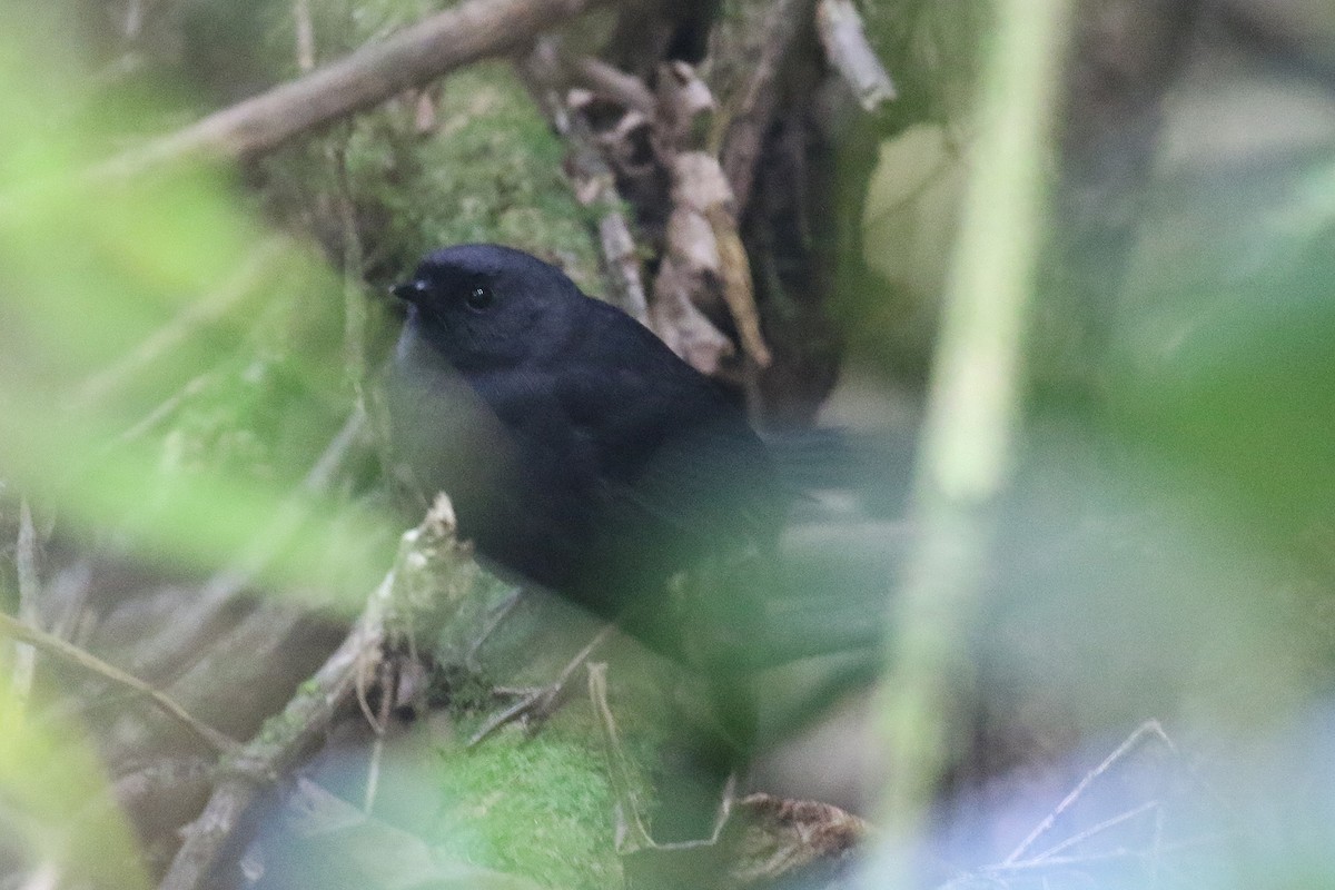 Utcubamba Tapaculo - ML473921051